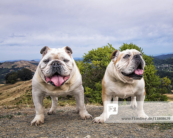 Porträt von auf einem Hügel stehenden Hunden