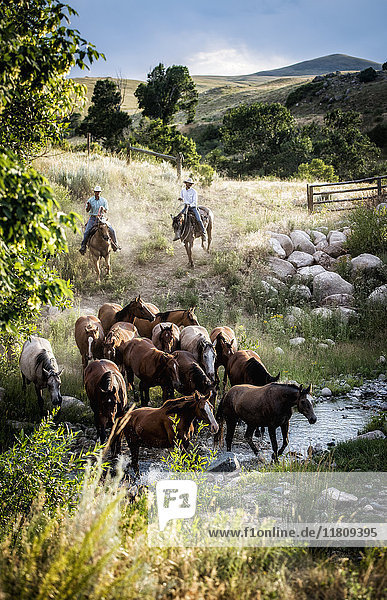 Caucasian cowboys herding horses across creek