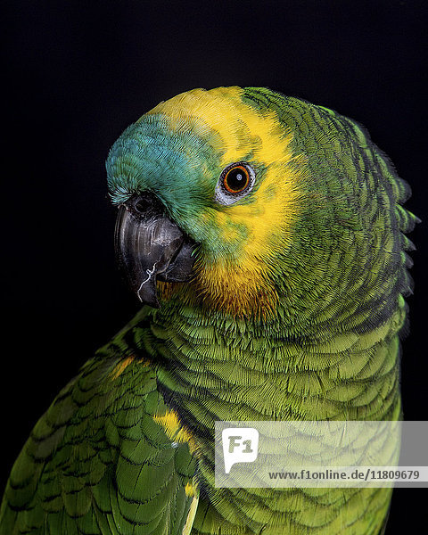 Porträt eines bunten Papageis