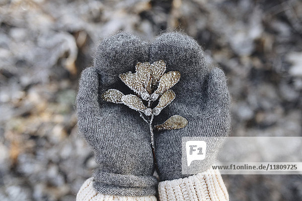 Handschuhe  die Ahornsamen schröpfen  die mit Frost bedeckt sind