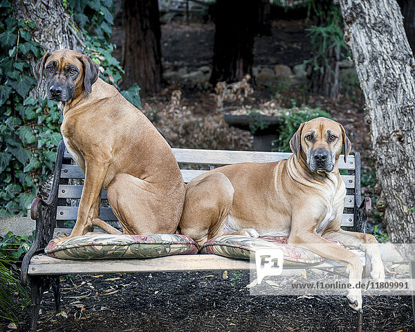 Porträt von Hunden auf einer Parkbank