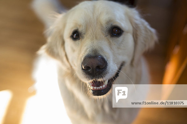 Porträt eines lächelnden Hundes