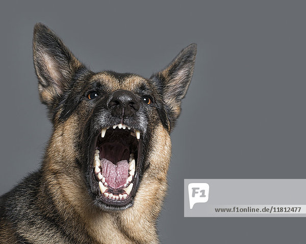 Bissiger Hund fletscht die Zähne