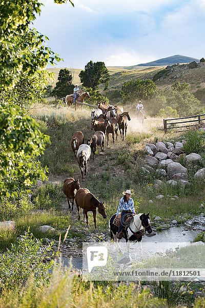 Kaukasische Cowboys und Cowgirls treiben Pferde über den Bach