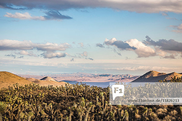 Landschaft mit Kakteen im Death Valley National Park  Kalifornien  USA