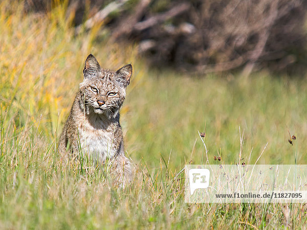 Bobcat (Lynx rufus)  Marin County  Kalifornien  USA