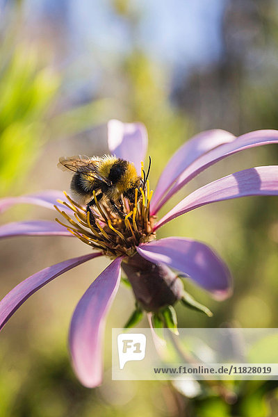 Nahaufnahme einer Biene auf violetter Blüte  Nahuel-Huapi-Nationalpark  Rio Negro  Argentinien