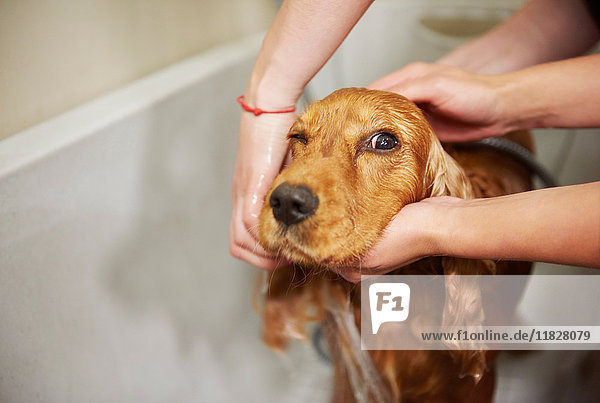 Hände von Pflegerinnen beim Duschen von Cockerspaniel in der Badewanne im Hundepflegesalon