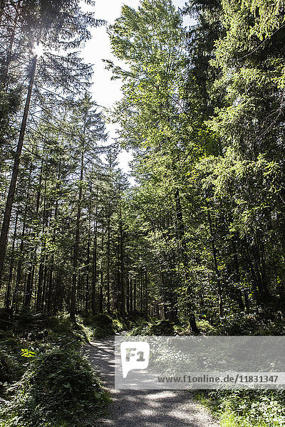 Schotterstraße im Wald