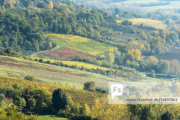 Italien  Toskana  Chianciano Terme  Weinfelder  umgeben von herbstlichem Wald