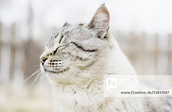 USA, Colorado, Portrait of grey cat with closed eyes, USA, Colorado, Portrait of grey cat with closed eyes