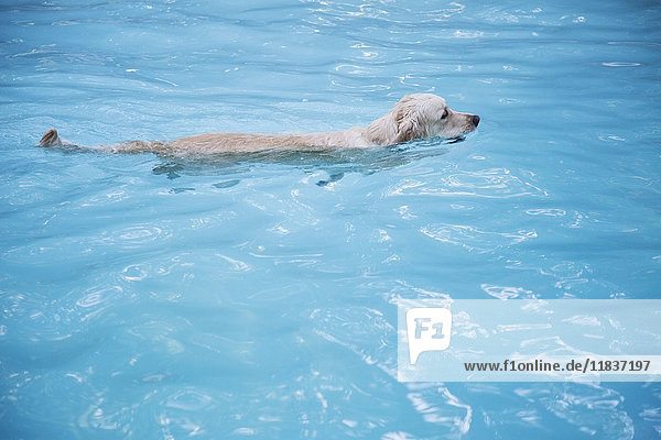 Golden Retriever beim Schwimmen im Schwimmbecken