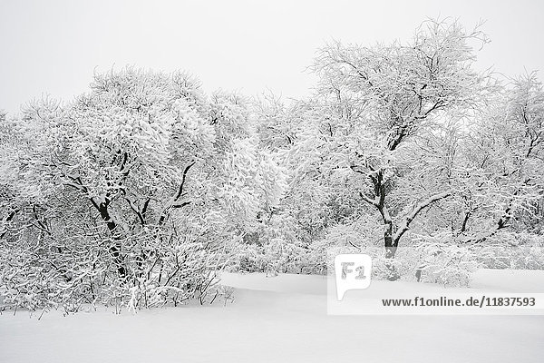 Ukraine Dnepropetrovsk region Dnepropetrovsk city Tree area in winter