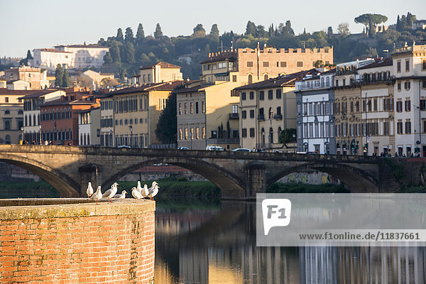 Italien  Toskana  Florenz  Möwen gegen Stadtbild am Arno-Ufer