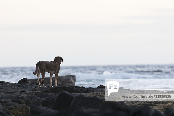 Hund auf Felsen am Meer stehend