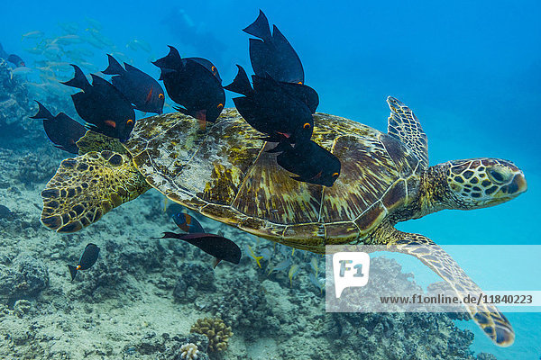 Fisch knabbert am Panzer einer schwimmenden Meeresschildkröte