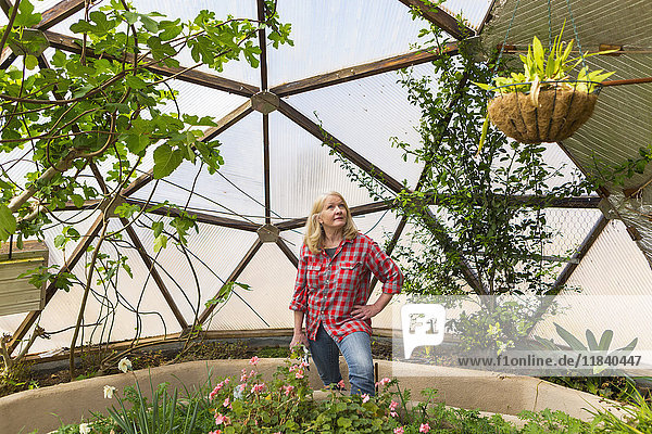 Kaukasische Frau schaut zu einer hängenden Pflanze im Gewächshaus auf