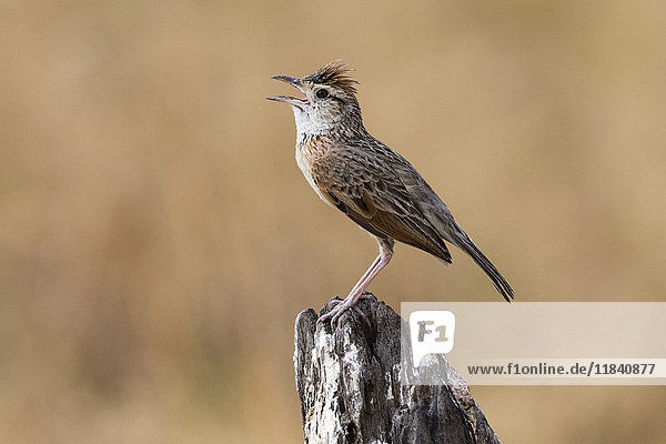 Rufous-naped lark (Mirafra africana)  Savuti  Chobe National Park  Botswana  Africa