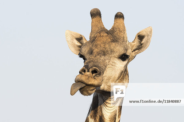 Portrait of a southern giraffe (Giraffa camelopardalis)  Kalahari  Botswana  Africa