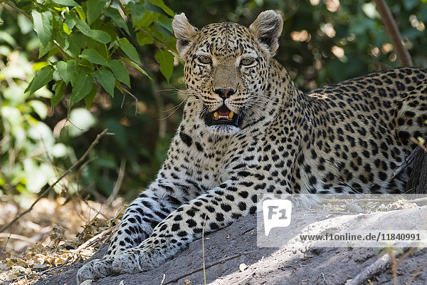 Ein Leopard (Panthera pardus) ruht sich im Schatten aus  Botswana  Afrika