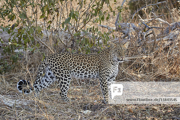 Leopard (Panthera pardus) Ruaha National Park Tanzania East Africa Africa