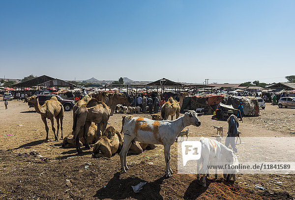 Ziegen zum Verkauf auf dem Kamelmarkt  Hargeisa  Somaliland  Somalia  Afrika