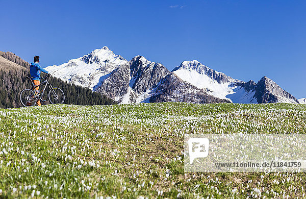 Panorama of cyclist with mountain bike framed by crocus in bloom  Albaredo Valley  Orobie Alps  Valtellina  Lombardy  Italy  Europe