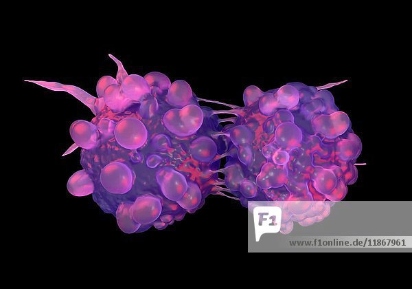 Teilende Blasenkrebszellen