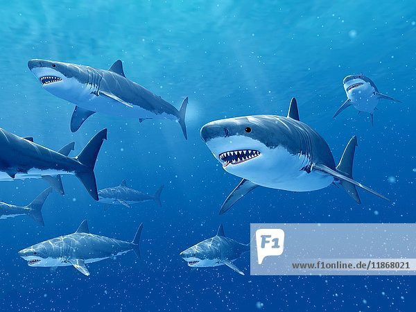 Sharks swimming underwater  illustration