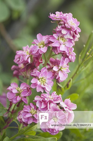 Rosa Stock (Matthiola incana) Blüten