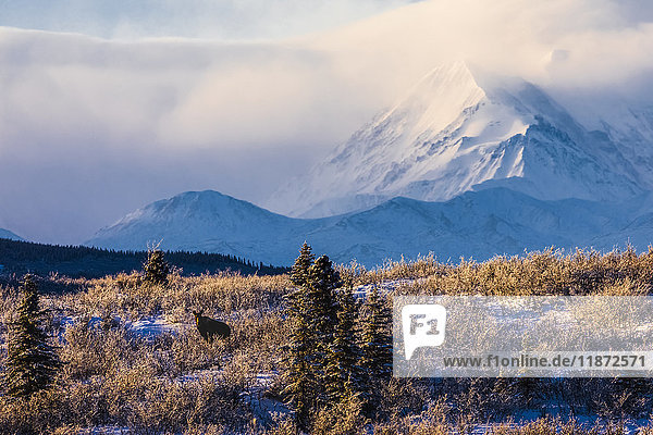 Ein Elch (alces alces) auf Nahrungssuche an einem Wintermorgen mit der Alaska Range im Hintergrund  die teilweise in Wolken gehüllt ist; Alaska  Vereinigte Staaten von Amerika'.