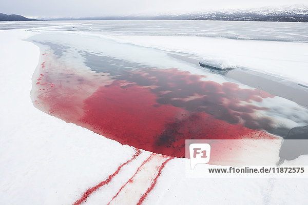 Blutiges Wasser nach der Tötung einer Hafenrobbe  Iliamna-See  Pedro Bay  Süd-Zentral-Alaska  USA