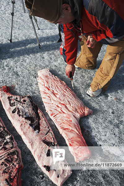 Jäger zerlegt eine Hafenrobbe während einer Süßwasserjagd auf dem zugefrorenen Iliamna-See  Pedro Bay  Süd-Zentral-Alaska  USA