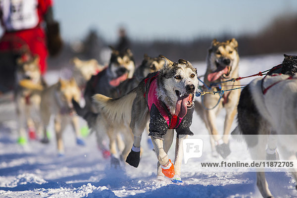 'Trent Herbst's dog team races in the 2017 Iditarod along the Tanana River in Fairbanks.'