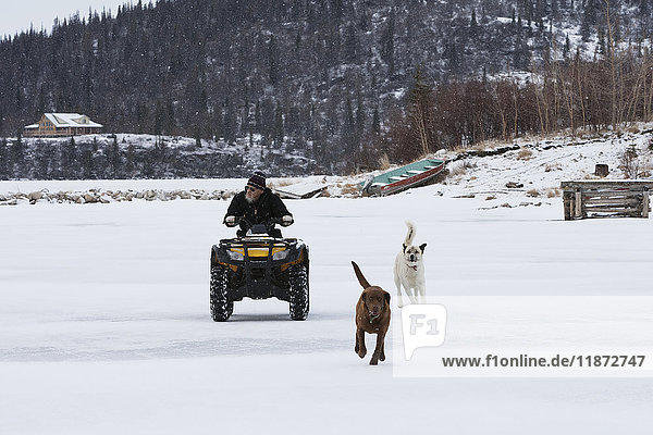 Man riding on an ATV with dogs alongside  Iliamna Lake  Pedro Bay  Southcentral Alaska  USA