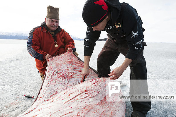 Jäger häuten eine Hafenrobbe während einer Süßwasserjagd auf dem zugefrorenen Iliamna-See  Pedro Bay  Süd-Zentral-Alaska  USA