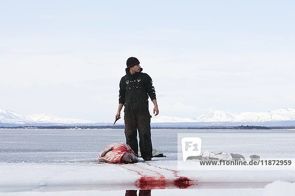 Jäger beim Häuten einer Hafenrobbe während einer Süßwasserjagd auf dem zugefrorenen Iliamna-See  Pedro Bay  Süd-Zentral-Alaska  USA