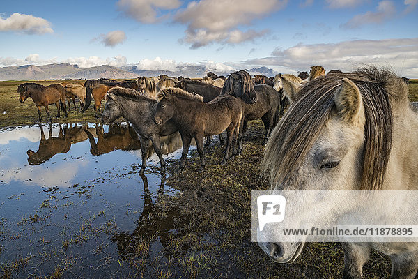 'Icelandic horses; Iceland'