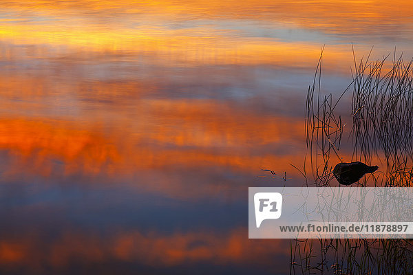 Stein und Schilf im Sonnenuntergang am Powder Mill Lake; Waverley  Nova Scotia  Kanada .