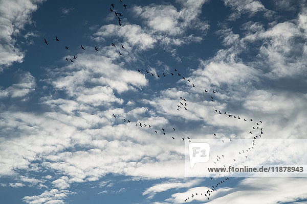 'Flock of geese (Anserini) fly overhead; Iceland'
