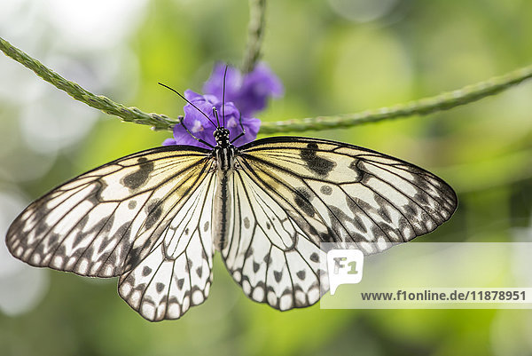 Nahaufnahme eines Schmetterlings  der sich auf einer blühenden Pflanze in den Victoria Butterfly Gardens ausruht; Victoria  British Columbia  Kanada'.