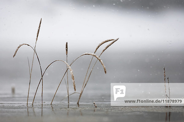 Hohe Gräser im Wasser mit fallenden Regentropfen vor grauem Hintergrund; Homer  Alaska  Vereinigte Staaten von Amerika'.