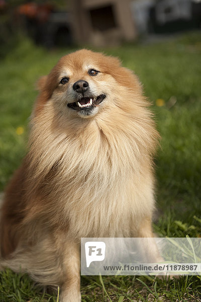 Ein brauner Hund mit langen Haaren sitzt im Gras und posiert; Alaska  Vereinigte Staaten von Amerika'.
