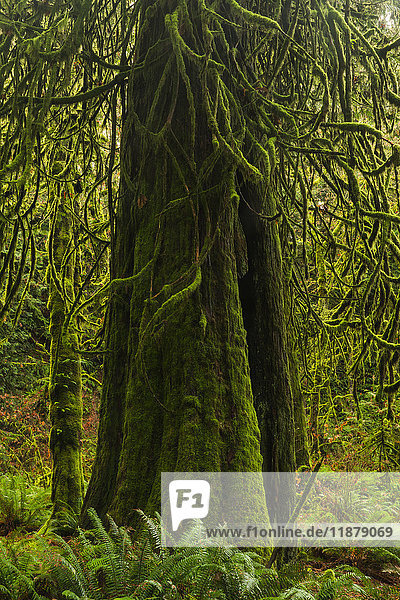 'The lush rainforest of Goldstream Provincial Park; British Columbia Canada'