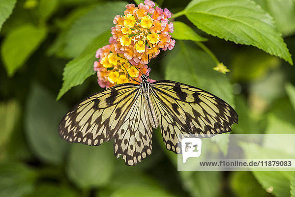 Nahaufnahme eines Schmetterlings und Blumen in den Butchart Gardens; Victoria  British Columbia  Kanada'.