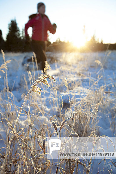 Laufen über ein Feld mit Schnee und langen Gräsern im Winter; Homer  Alaska  Vereinigte Staaten von Amerika'.