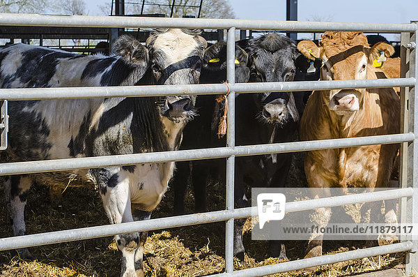 Braune  schwarze und schwarz-weiße Kühe auf der Koppel  die in die Kamera schauen; Otford  Kent  England'.