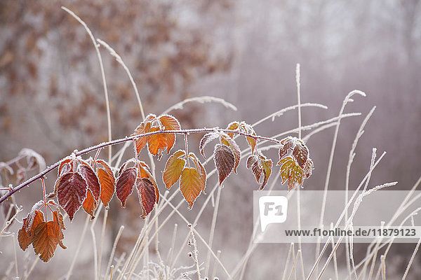 Frostumrandete Brombeerblätter und Gras; Neuschottland  Kanada'.