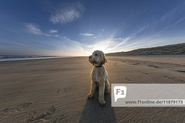 'A dog sits on the sand on a beach along the coast; Bamburgh  Northumberland  England'