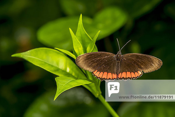 Nahaufnahme eines Schmetterlings  der sich auf einer Pflanze in den Victoria Butterfly Gardens ausruht; Victoria  British Columbia  Kanada'.